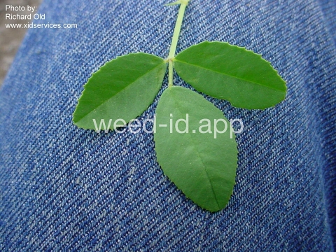 sweetclover, yellow